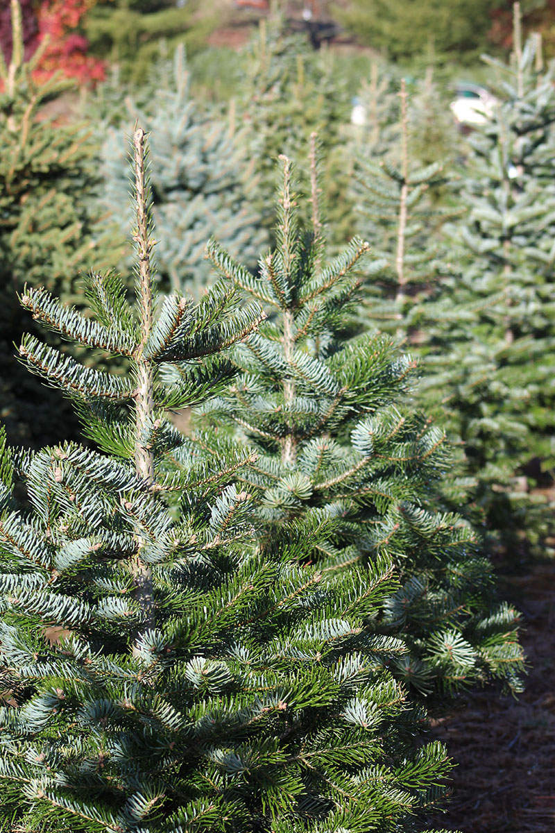 kerstboom recyclen